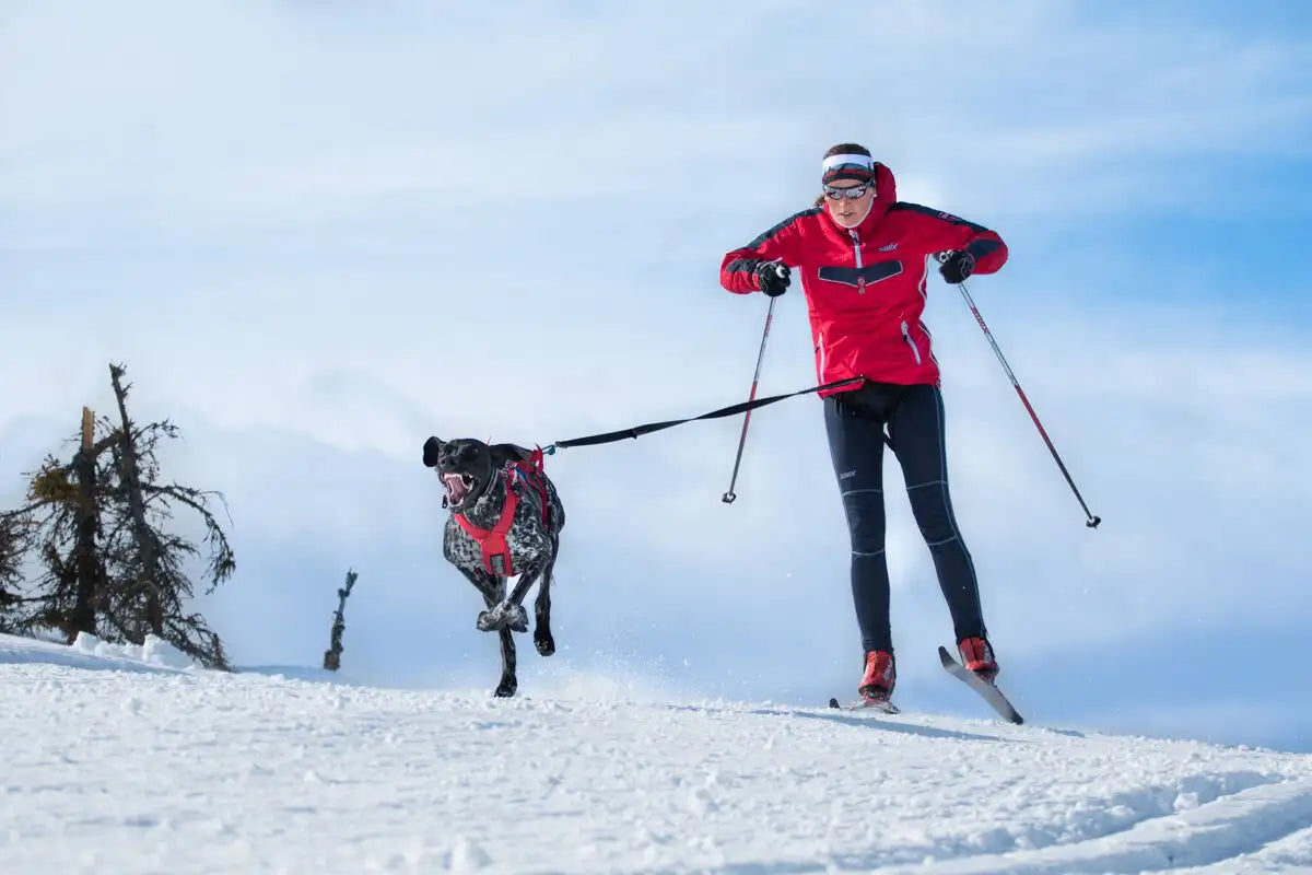 Ski-jöring