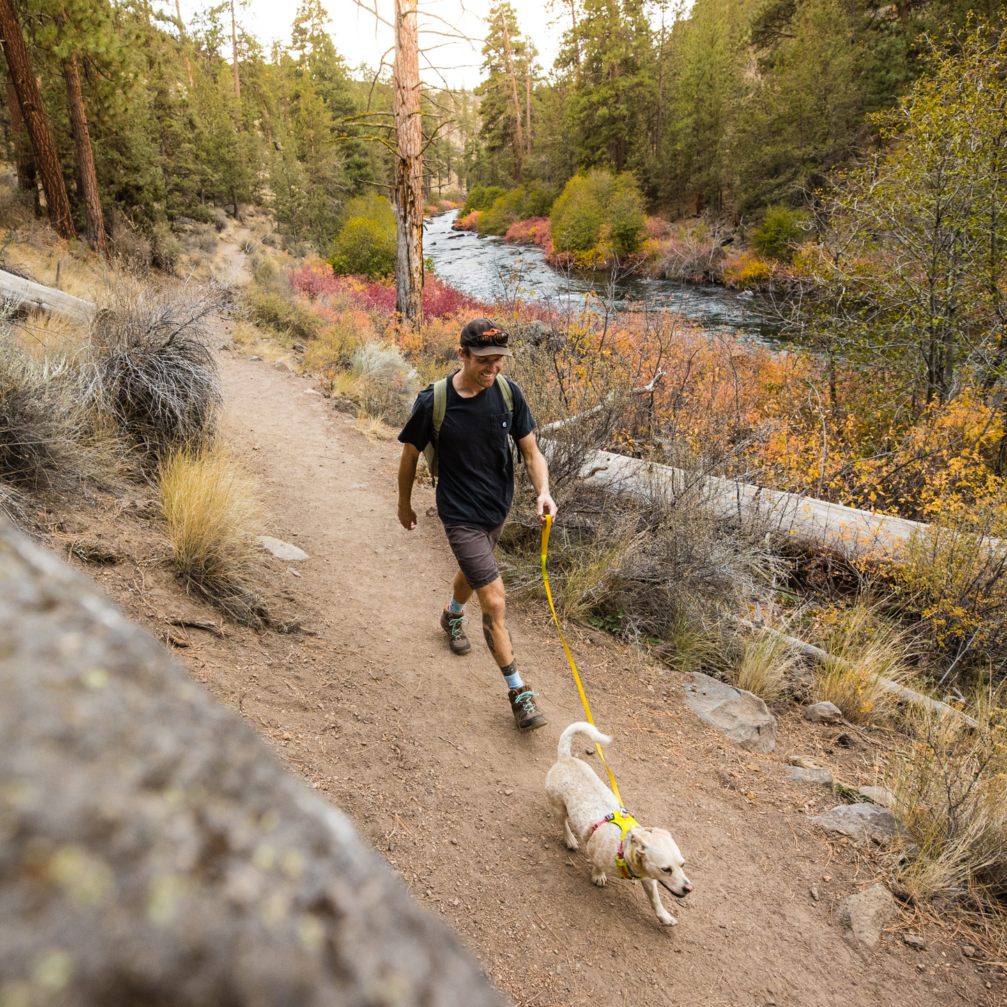 Hi & Light™ Lightweight Dog Harness