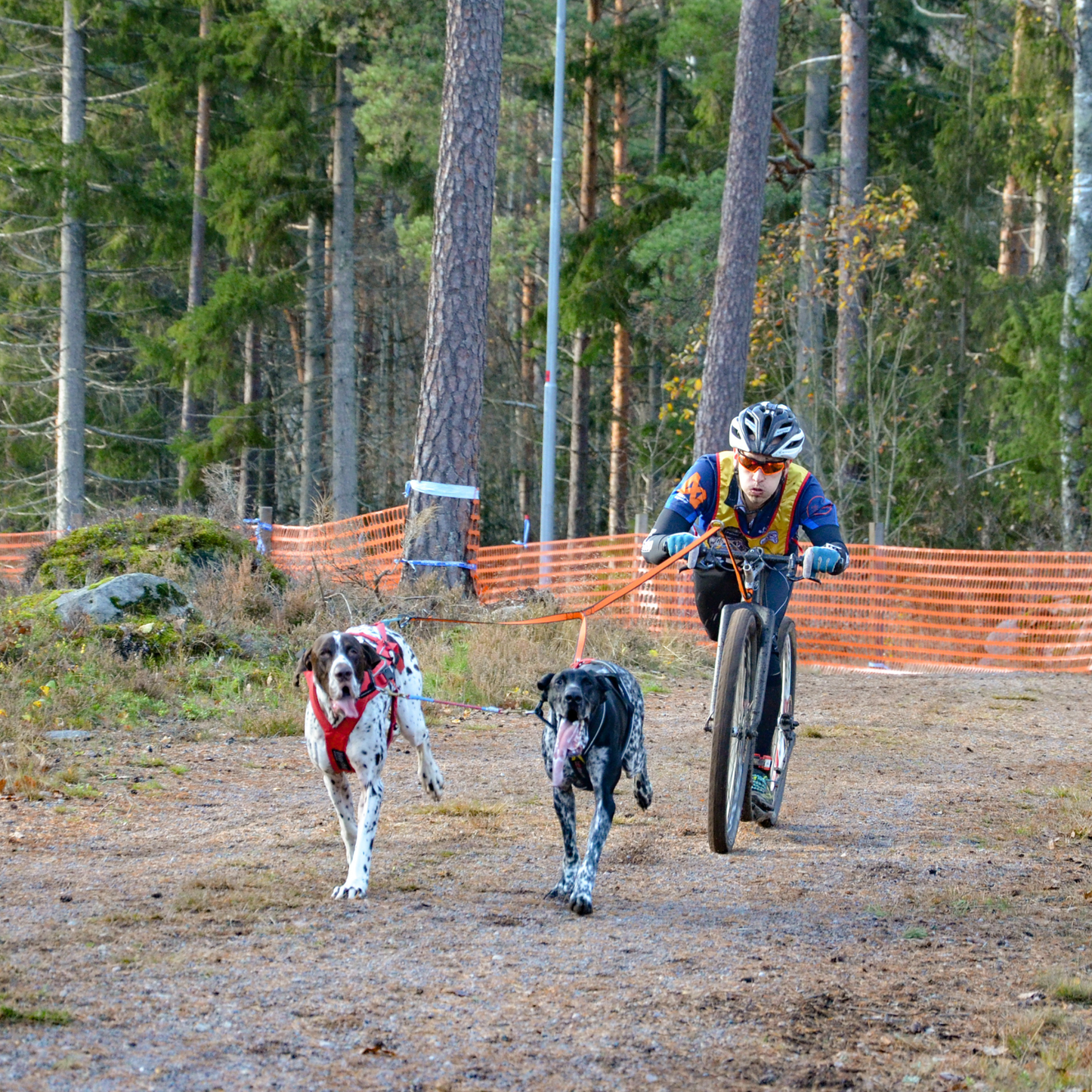 Bungee leash double