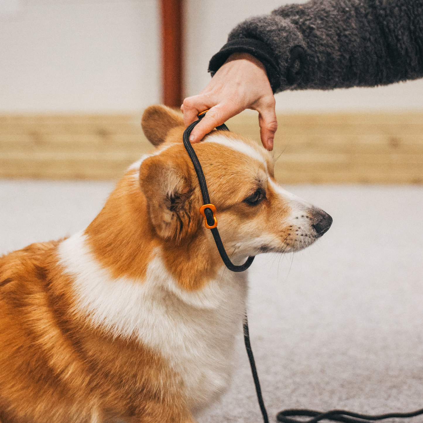 Retriever Leash