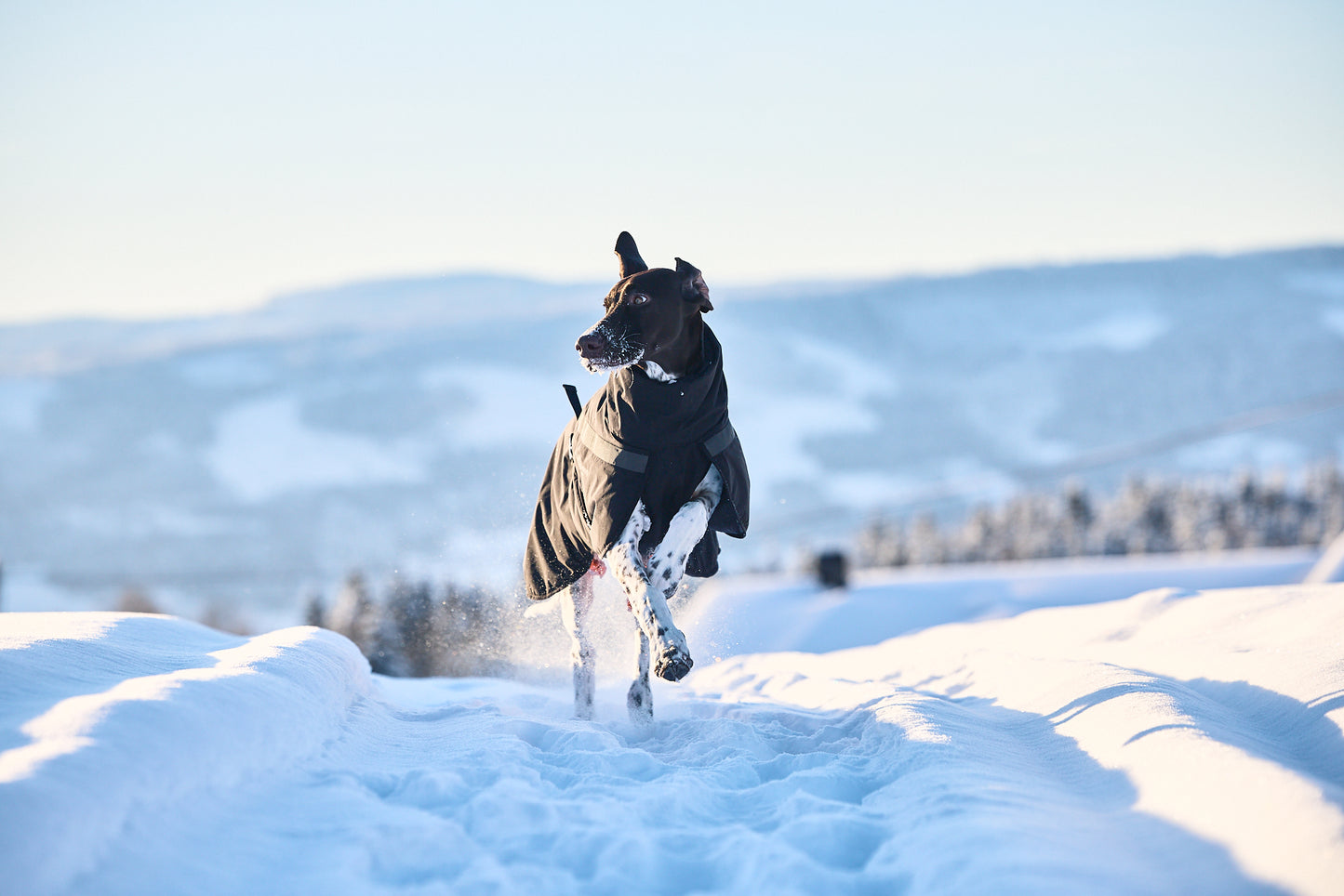 Trekking insulated dog jacket