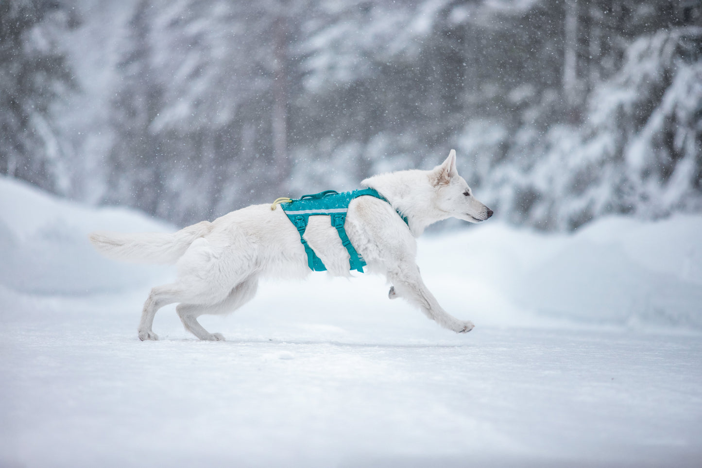Ramble harness long