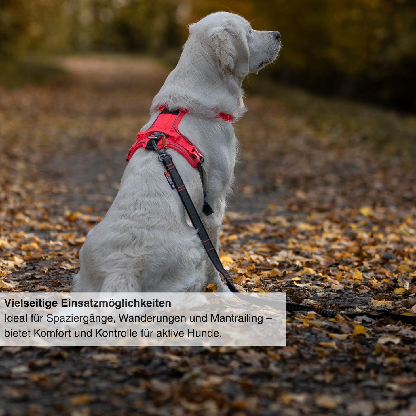 Ramble harness