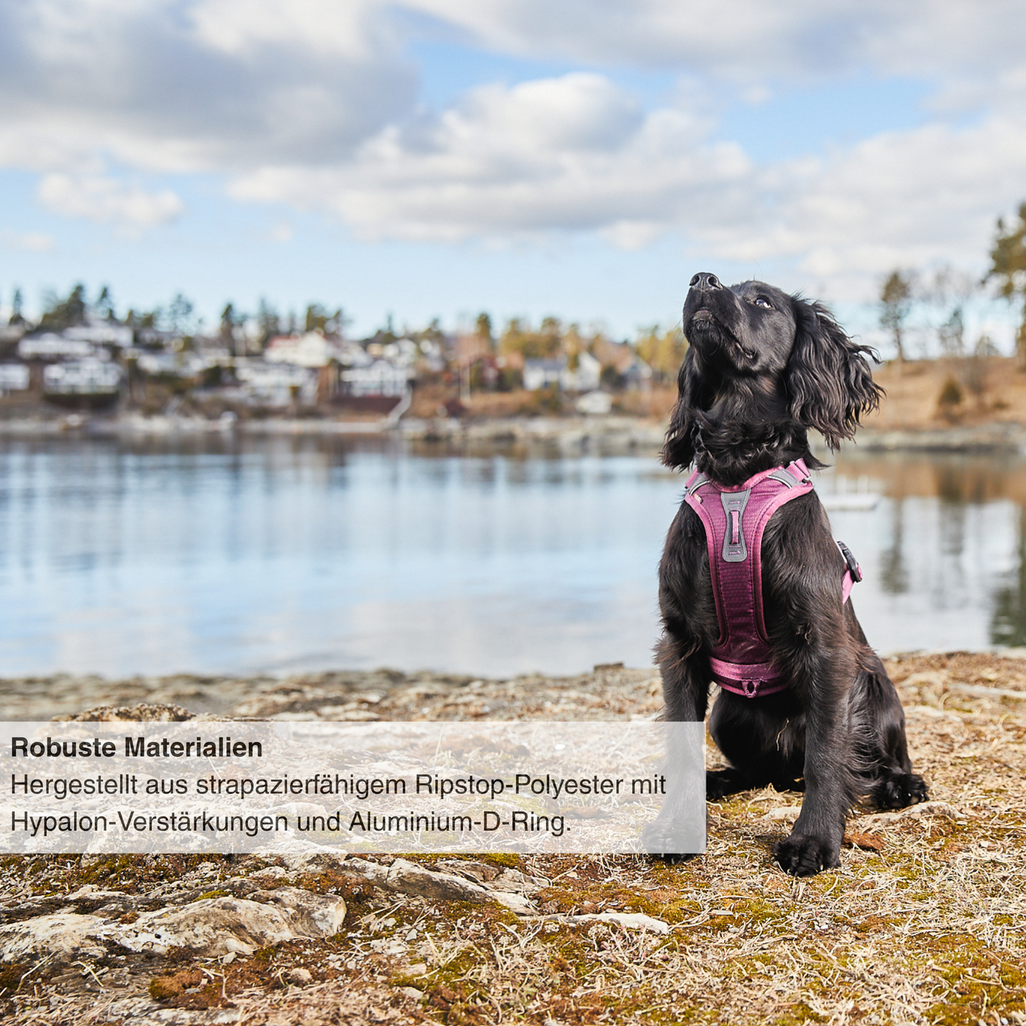 Ramble harness