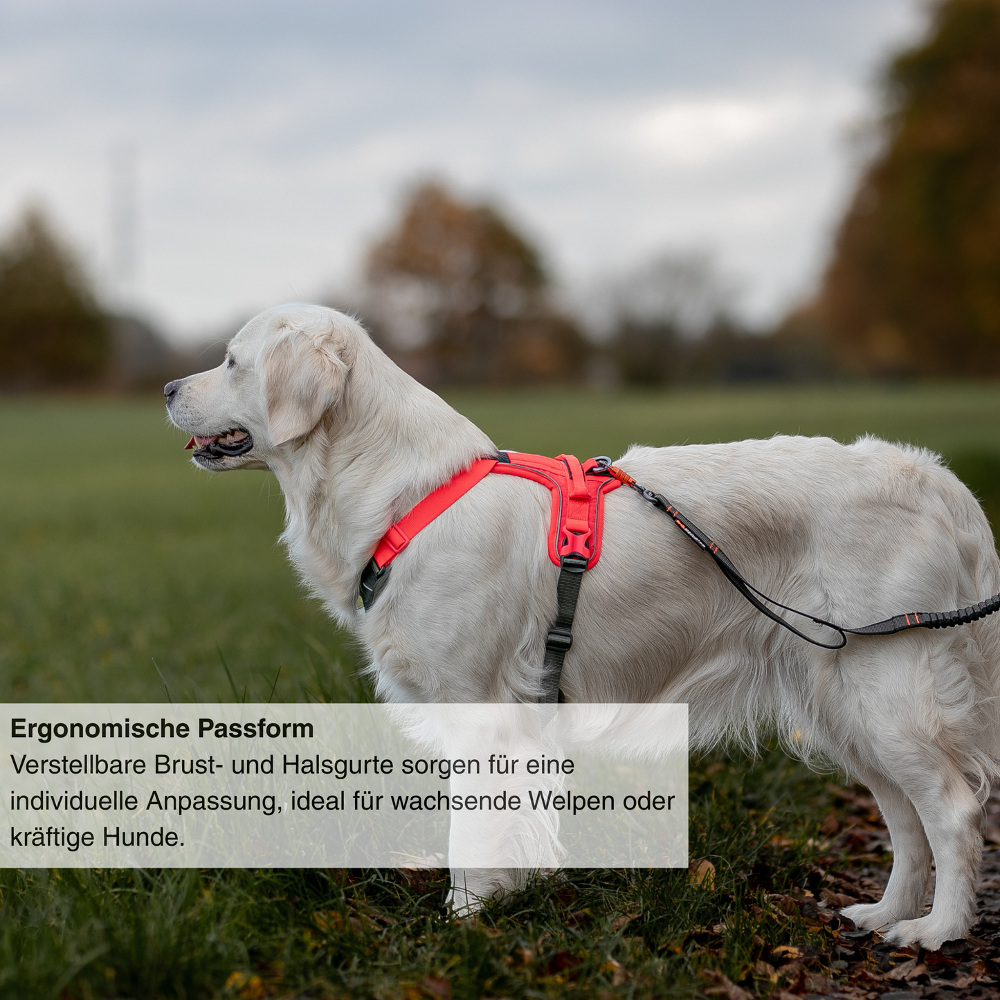 Ramble harness