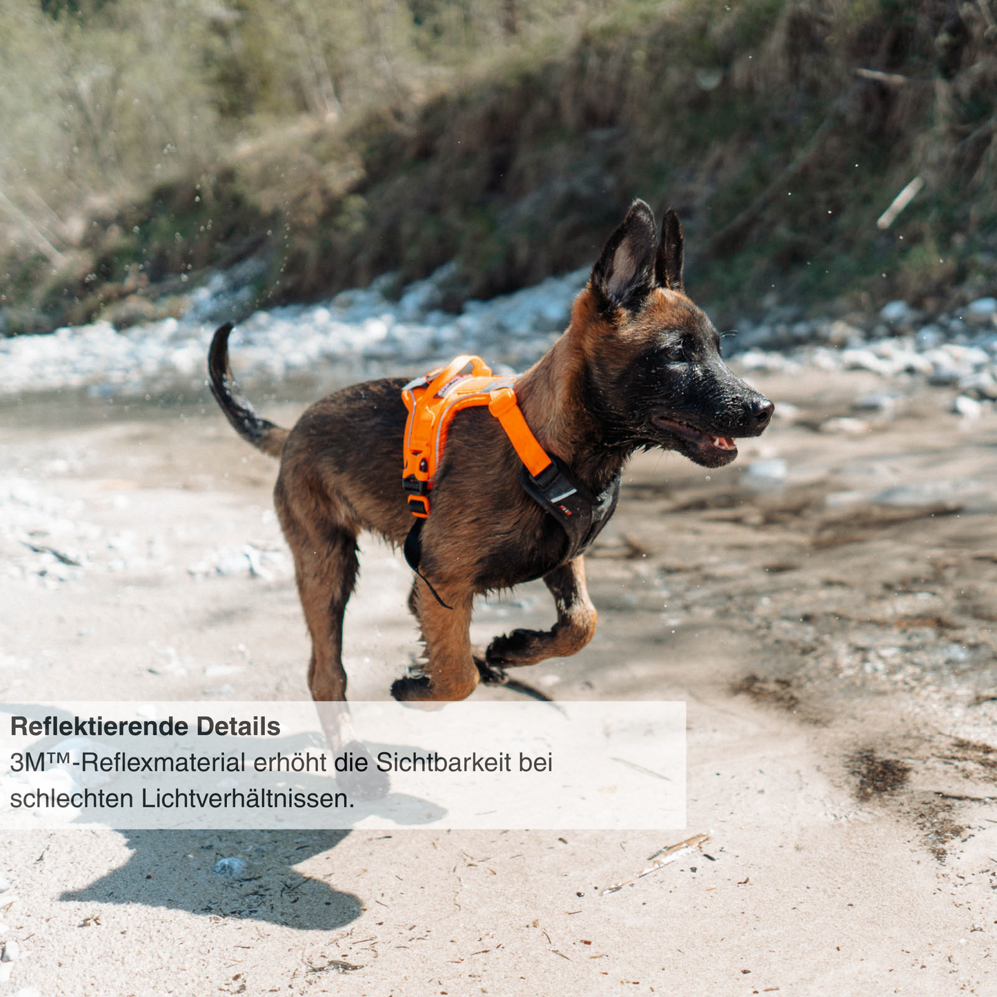 Ramble harness