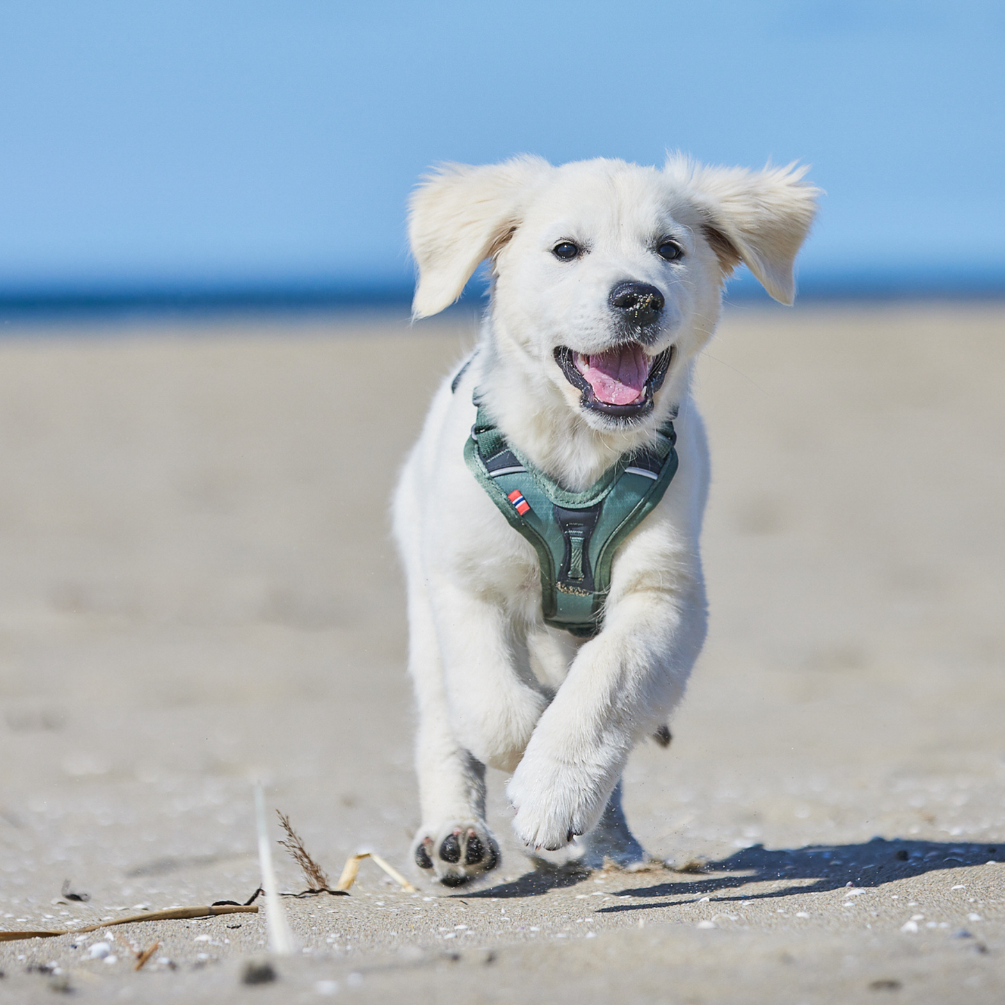 Ramble harness