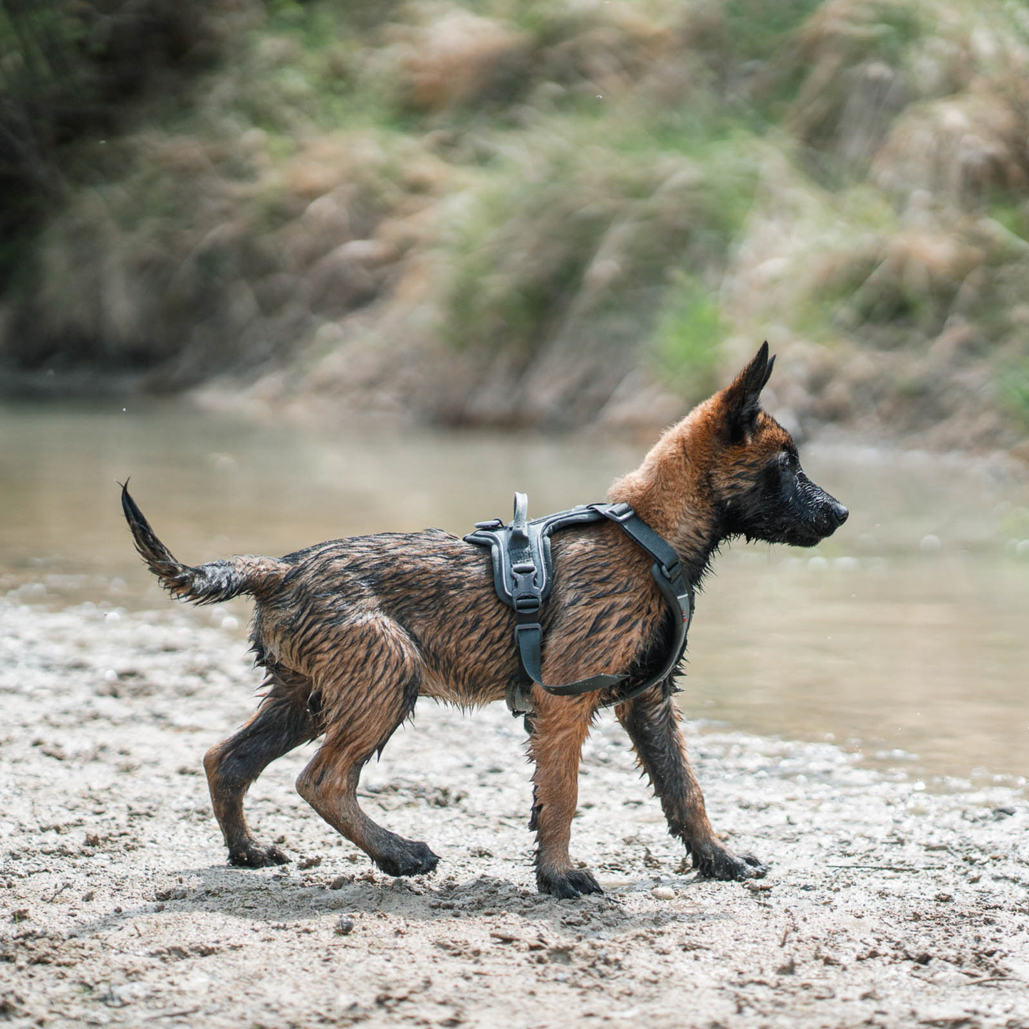 Ramble harness