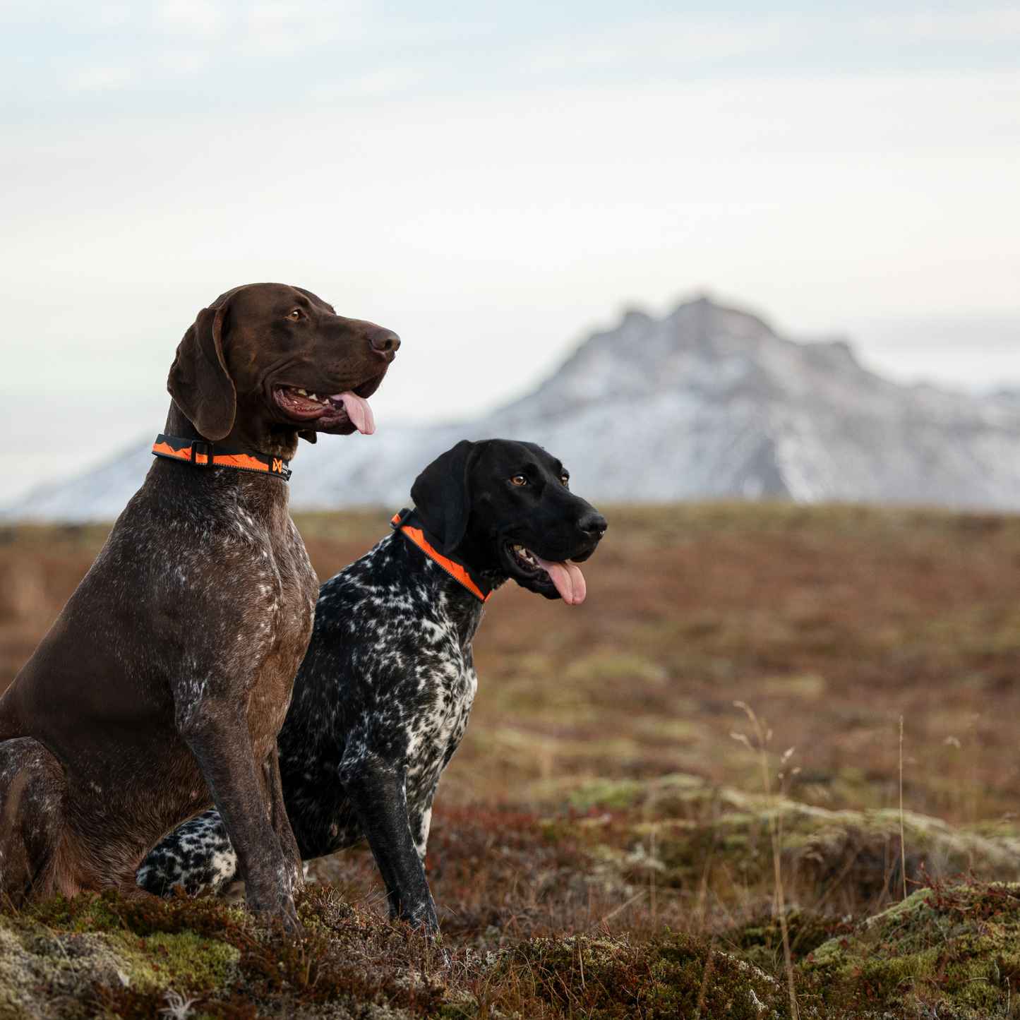 Trail quest collar