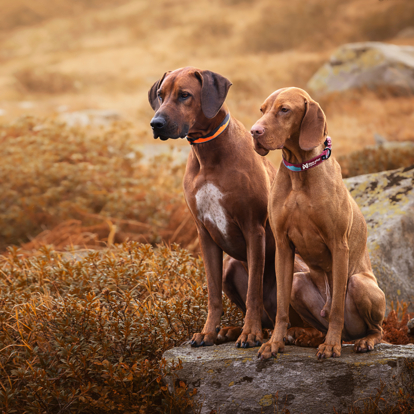 Trail quest collar