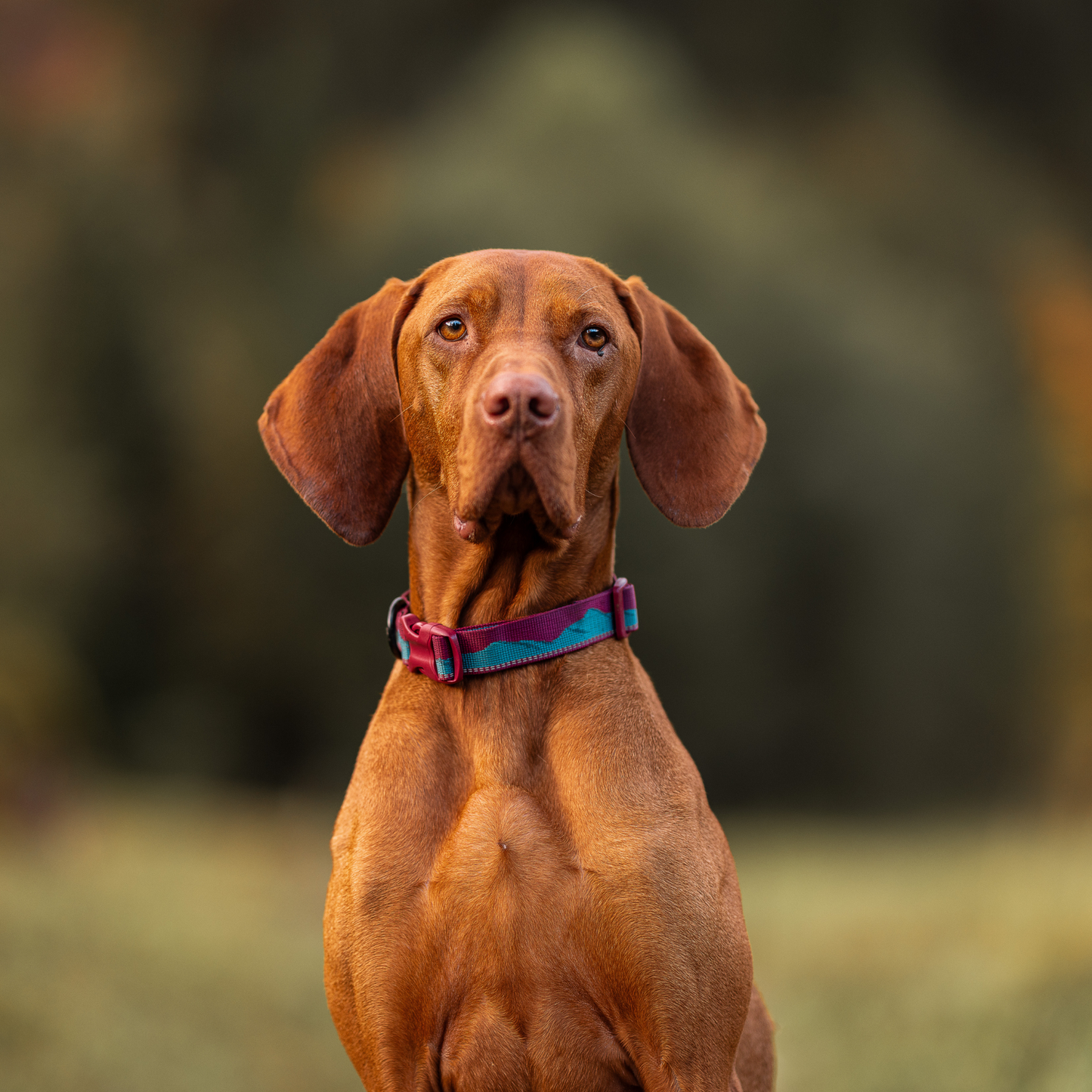 Trail quest collar