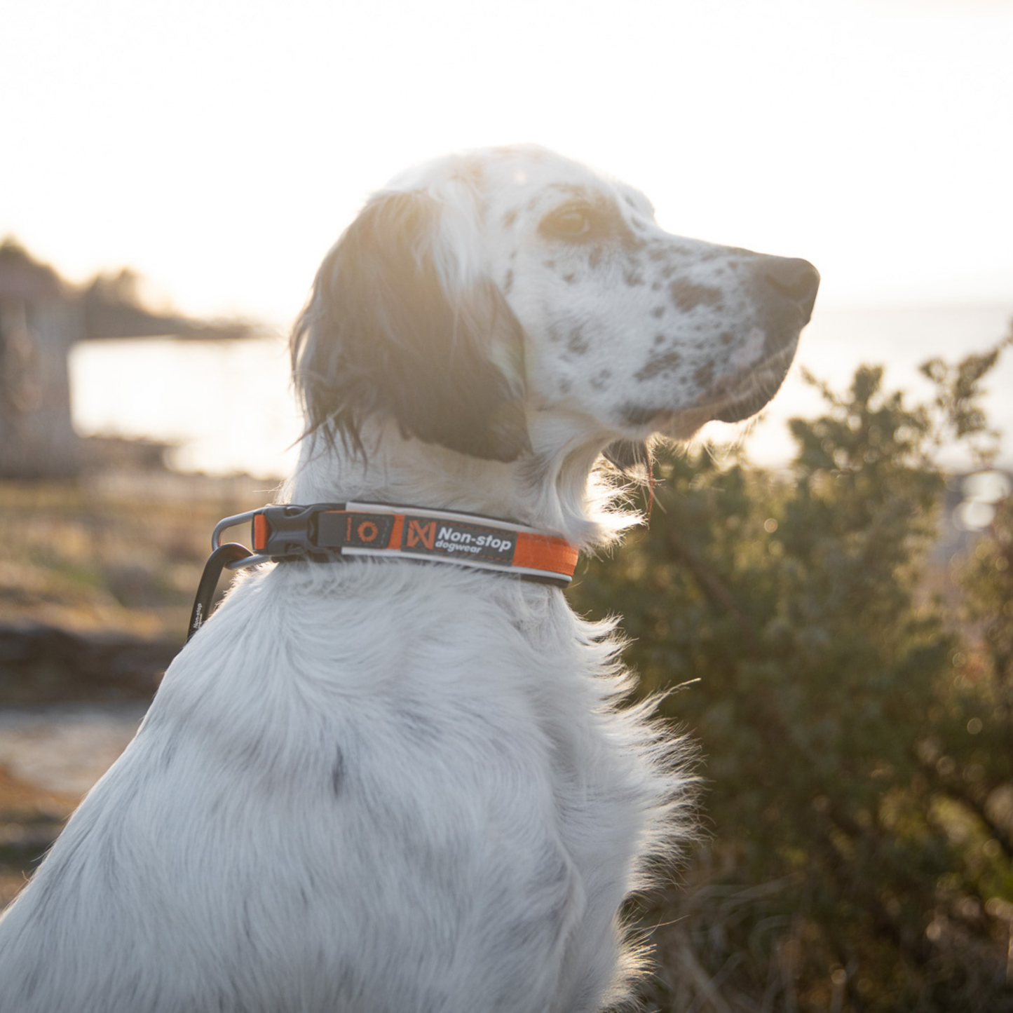 Roam collar