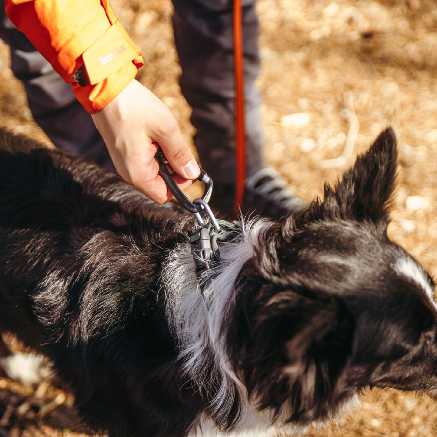 Roam collar