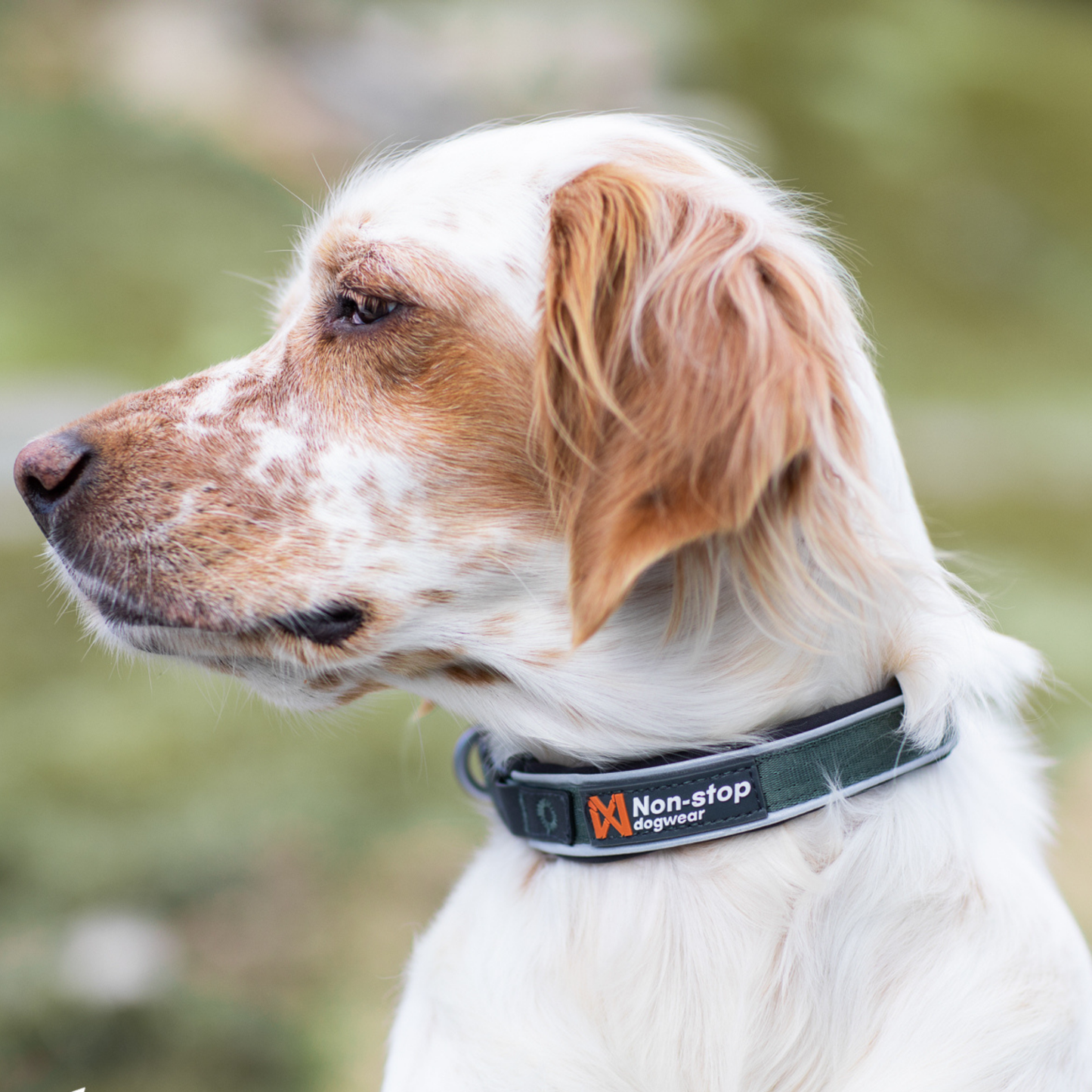 Roam collar