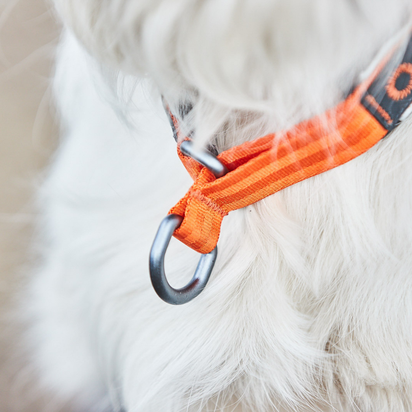 Cruise collar