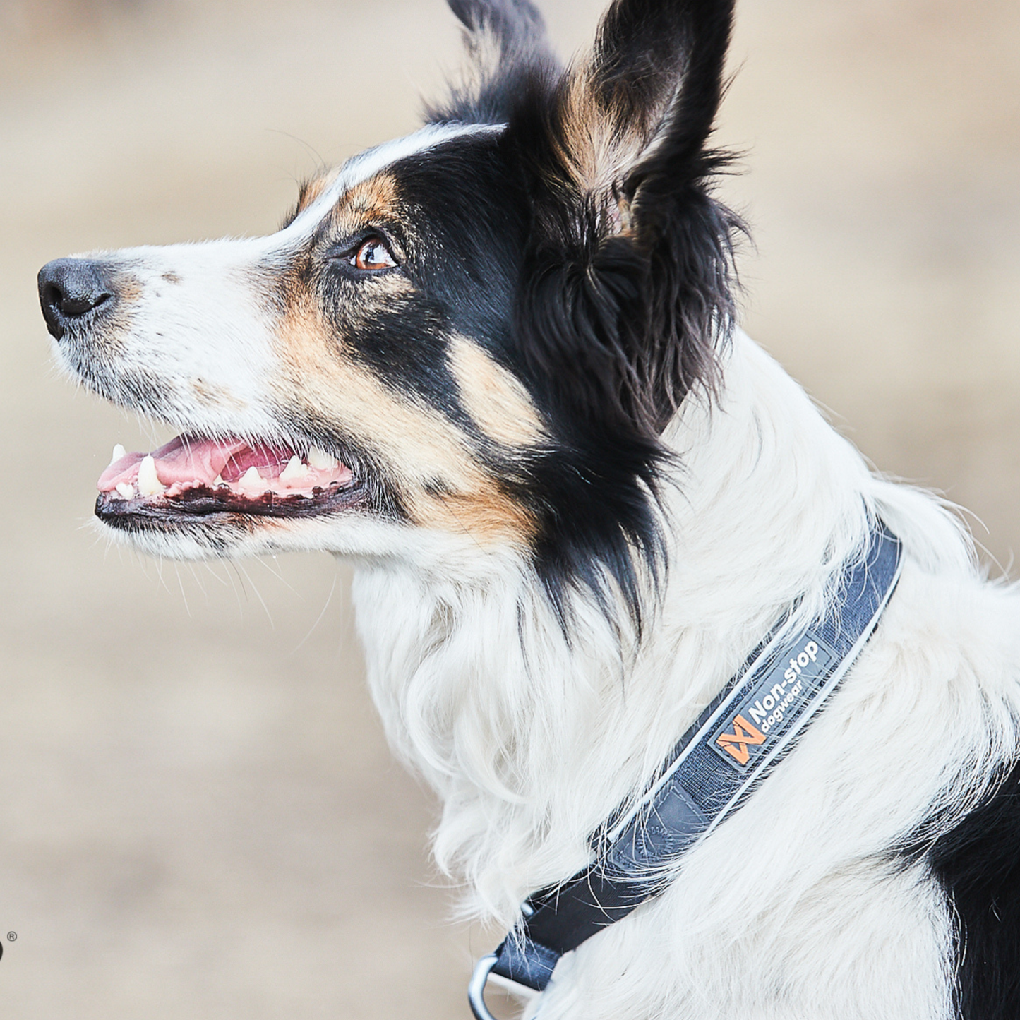 Cruise collar