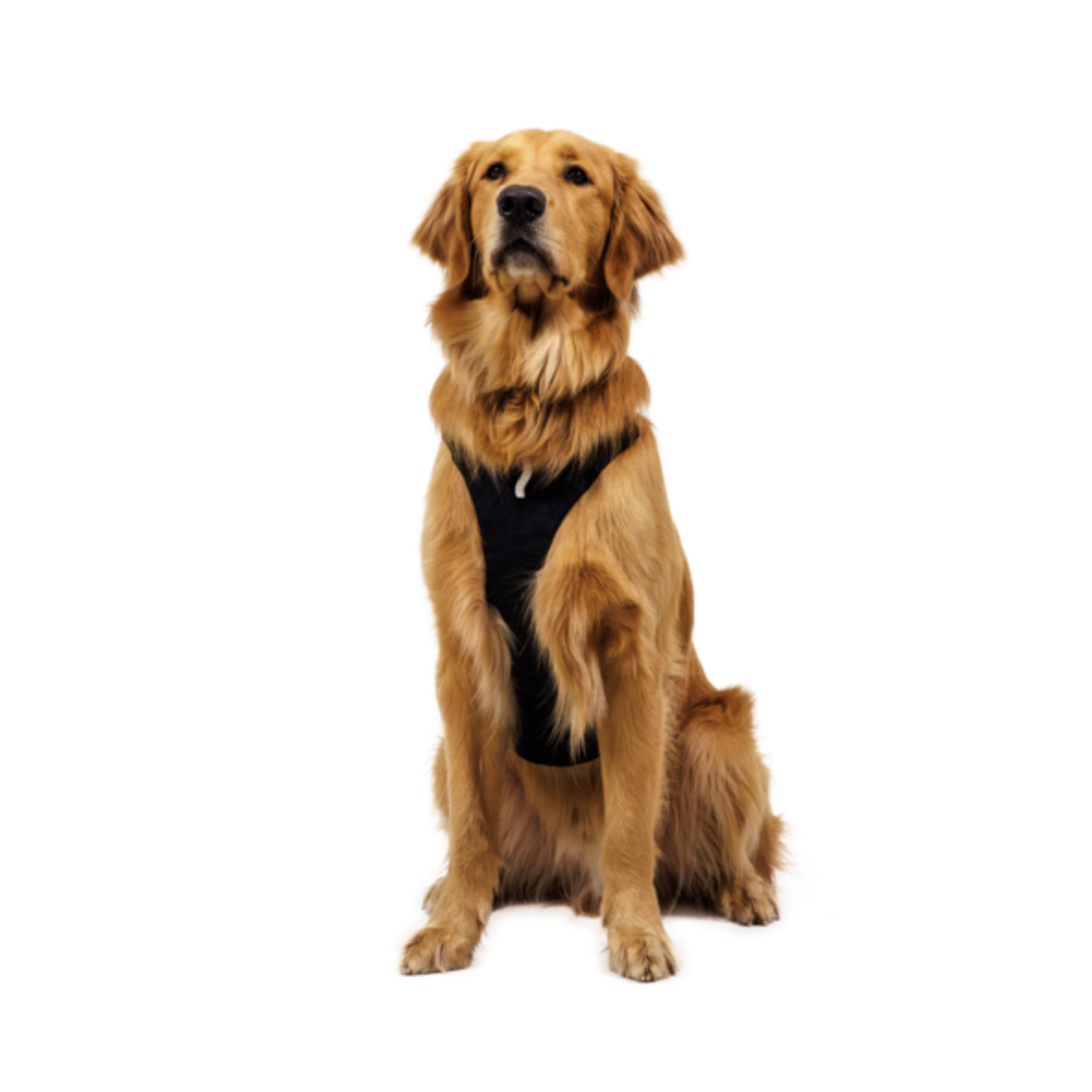 Ridgeline™ Collar