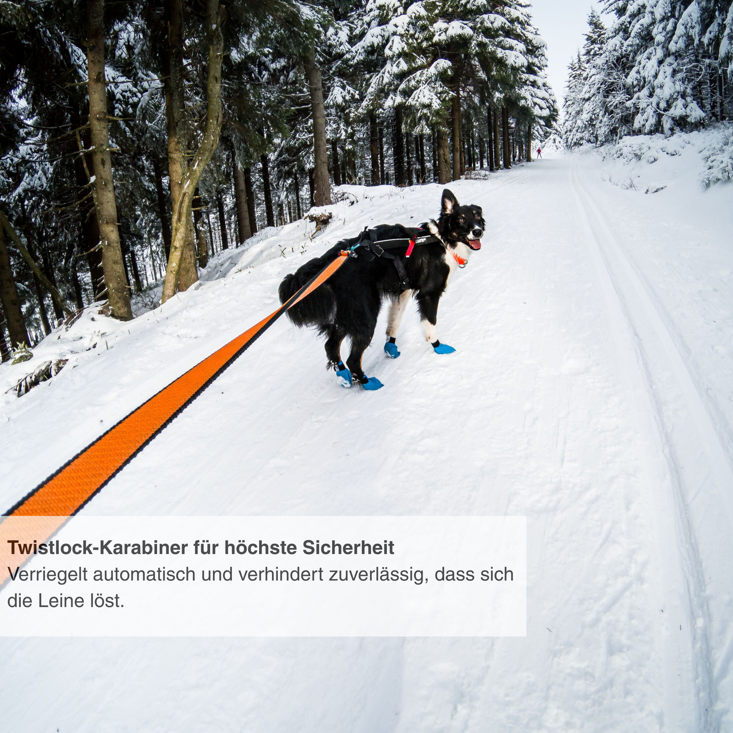 Bungee leash