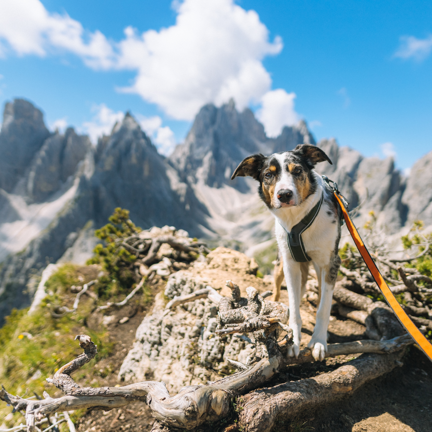 Bungee leash
