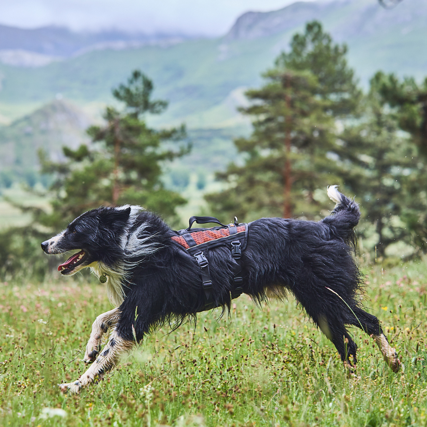 Aktiver Outdoor Hund mit Non-stop Dogwear Rock Harness Long