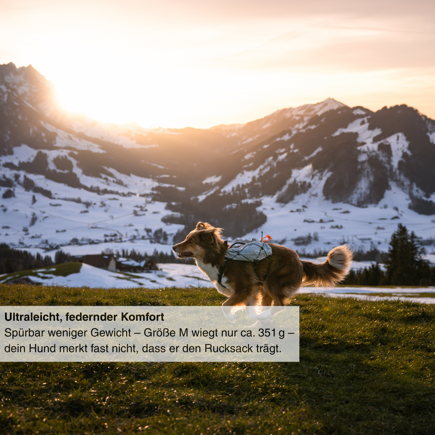 Trail Light Dog Backpack