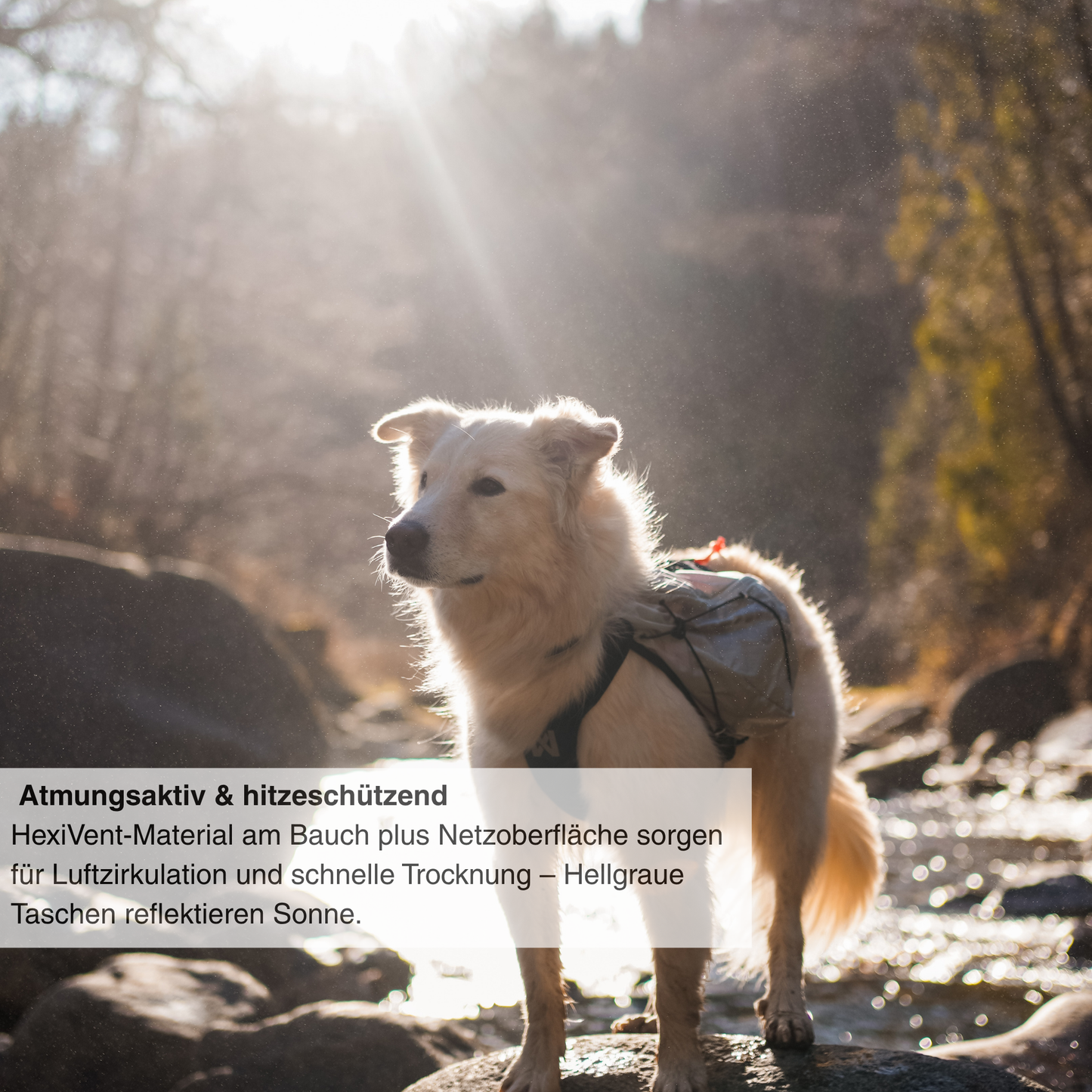 Trail Light Dog Backpack
