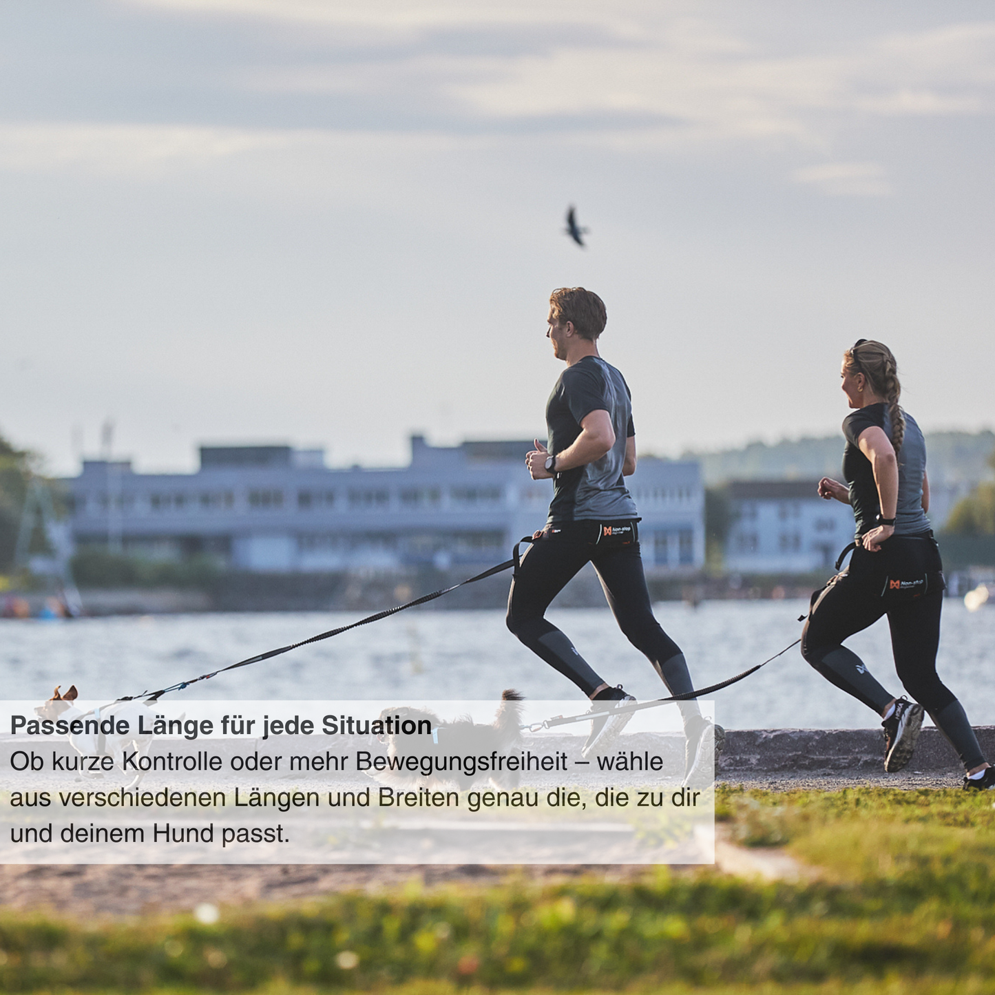 Laufen im Stadtpark mit Hund und Non‑Stop Dogwear Touring Bungee Leash