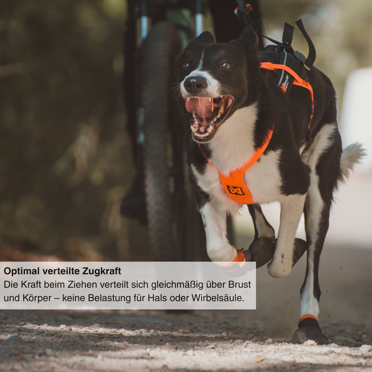 Hund zieht Mountainbike beim Bikejöring mit Non-stop Dogwear Freemotion Harness 5.0 Zuggeschirr