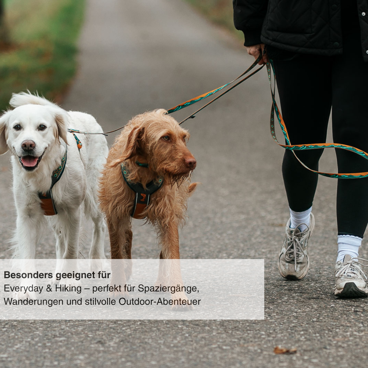 Trail Quest Leash Rachel Pohl Edition