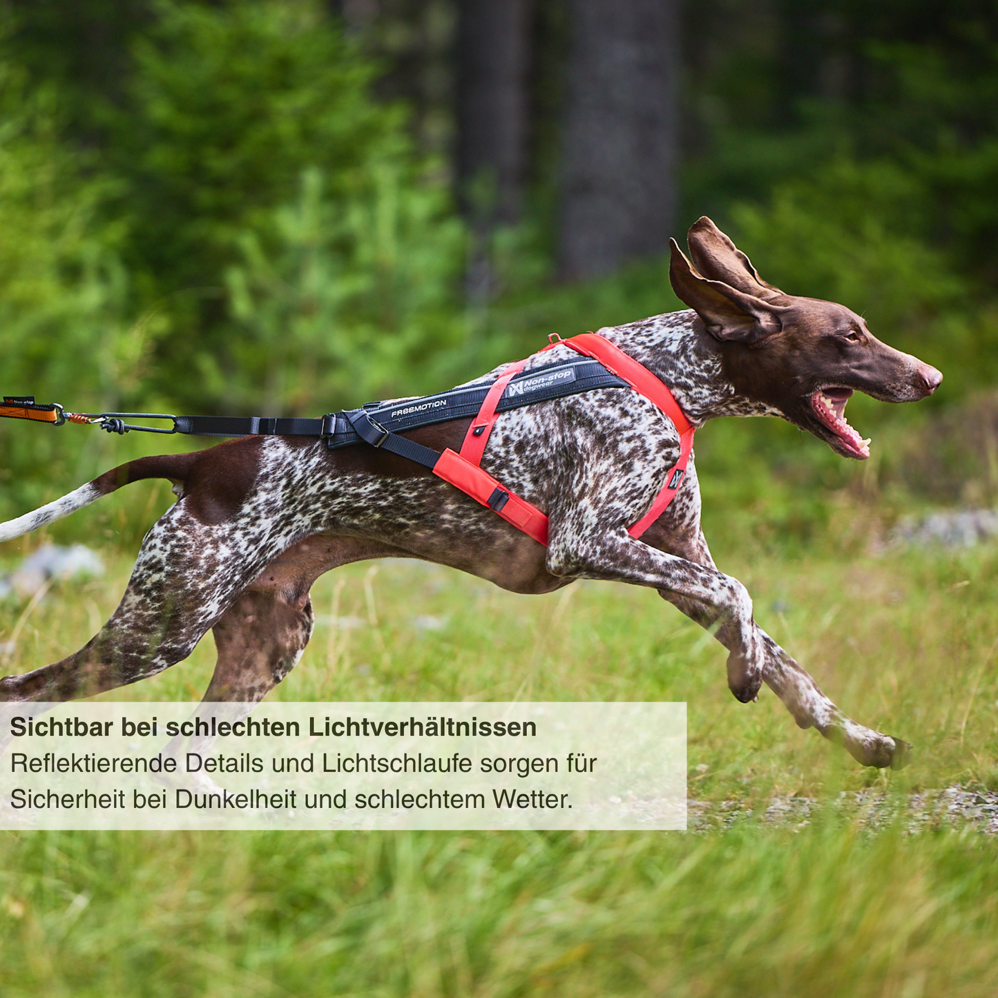 Passform Non-stop Dogwear Freemotion Harness 5.0 Hundegeschirr am Hund