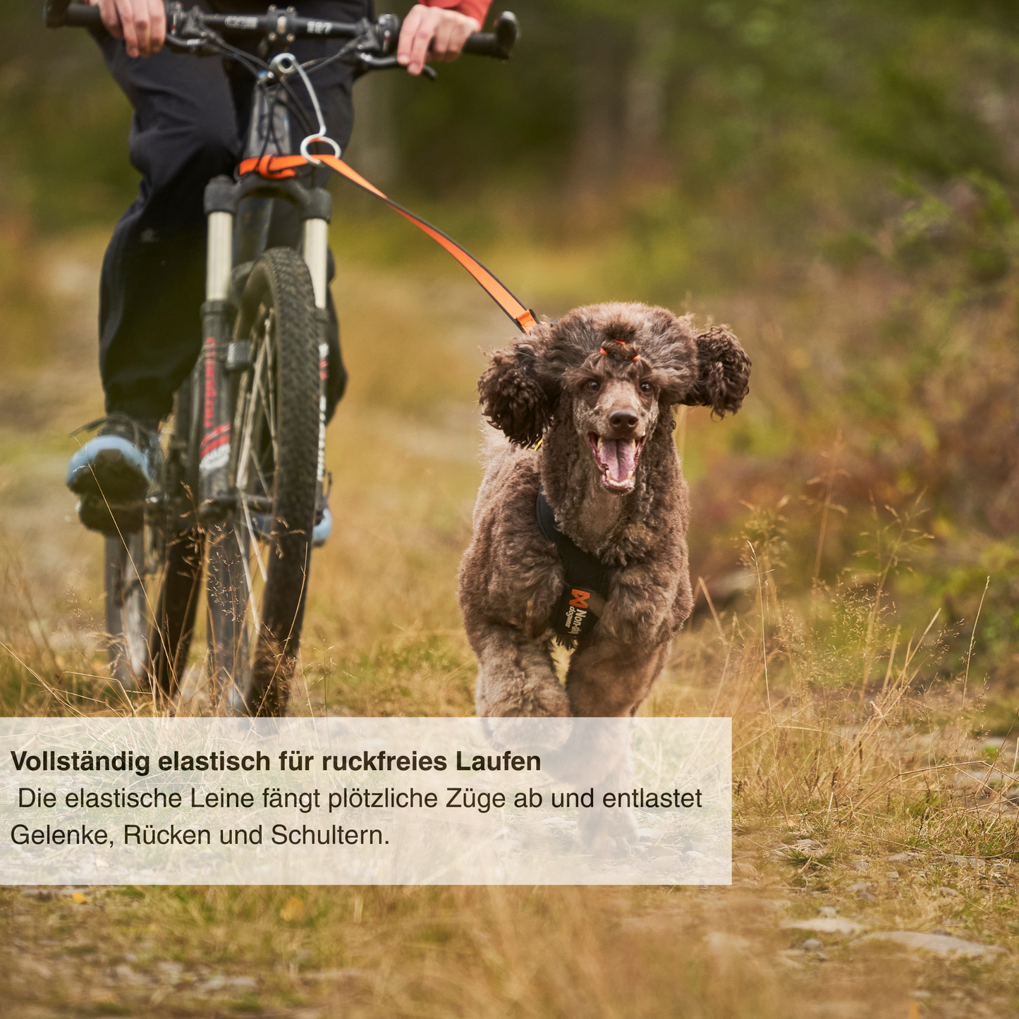 Bungee leash