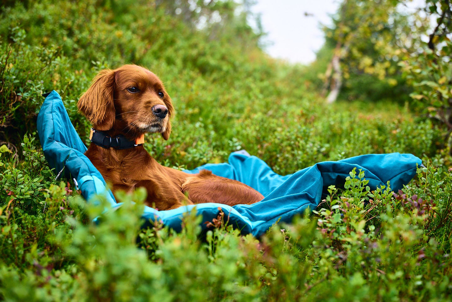Trekking dog bed