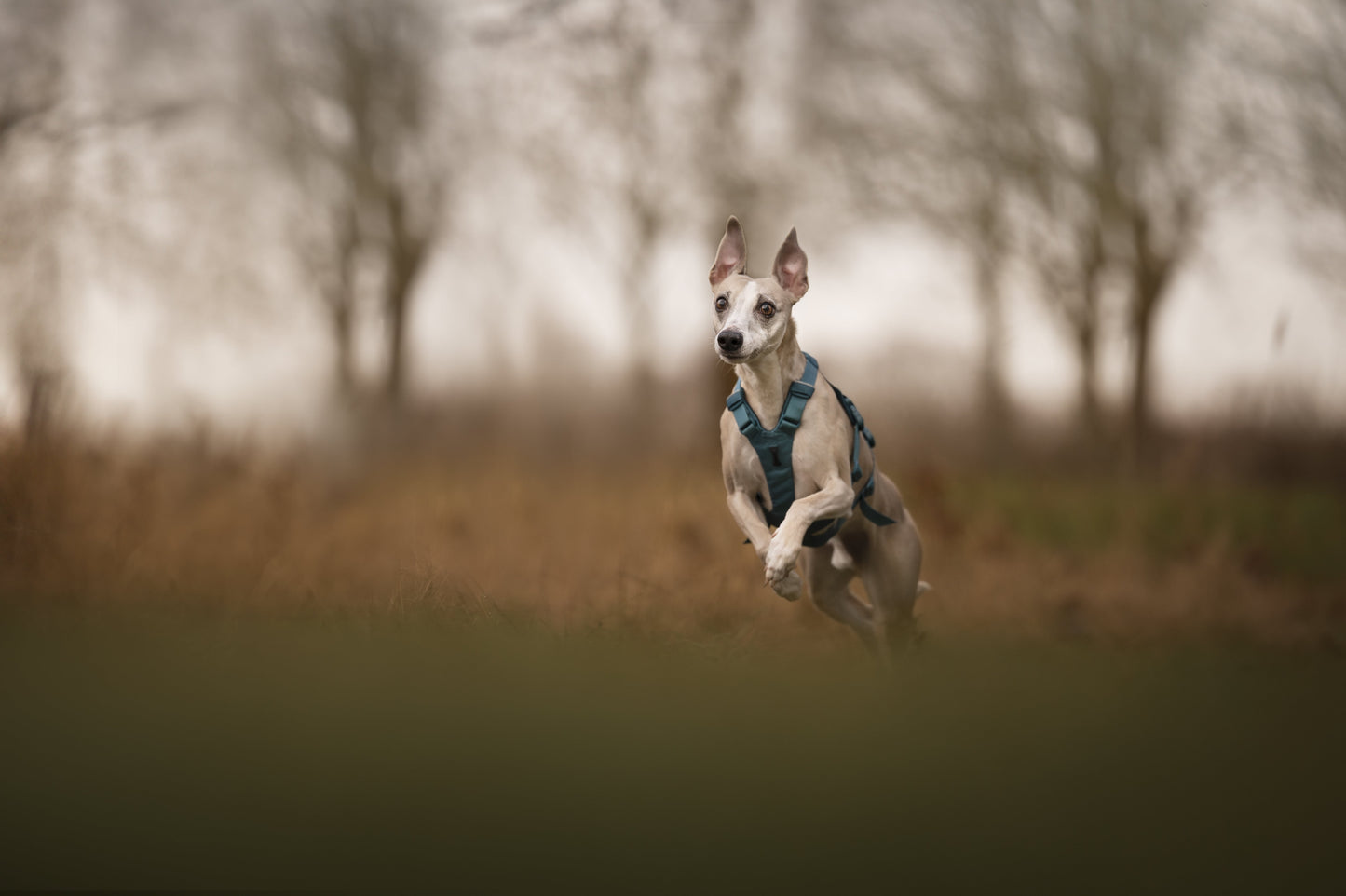 Ramble harness long