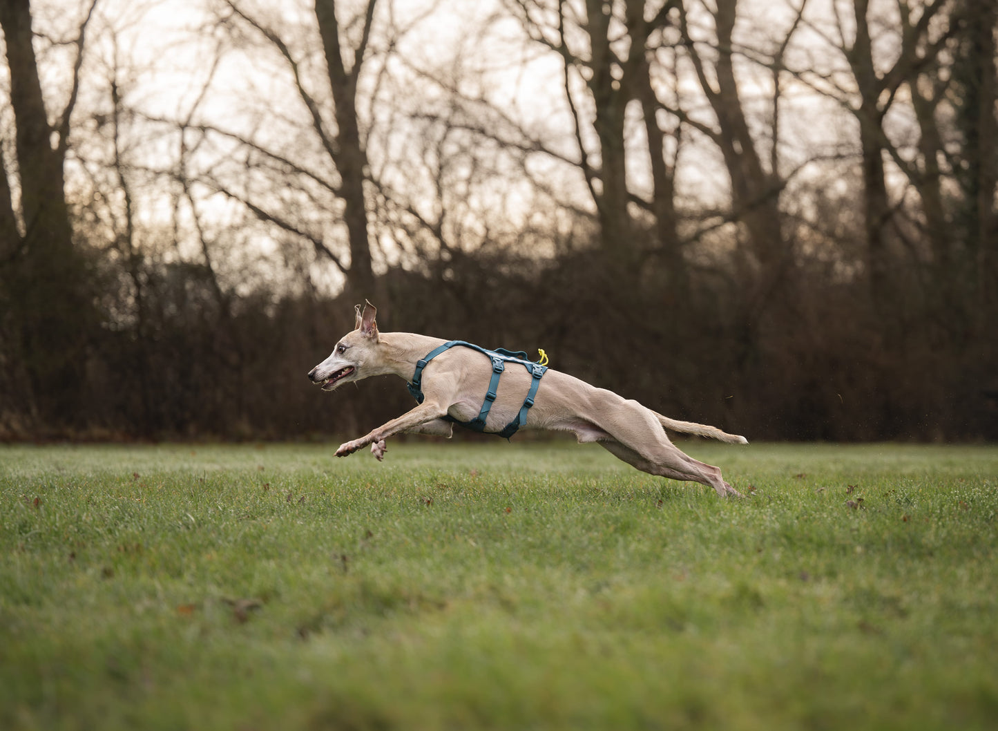 Ramble harness long