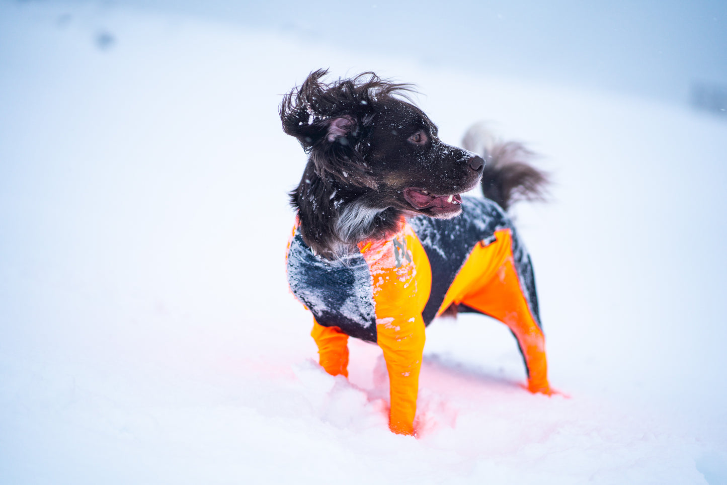 Protector snow