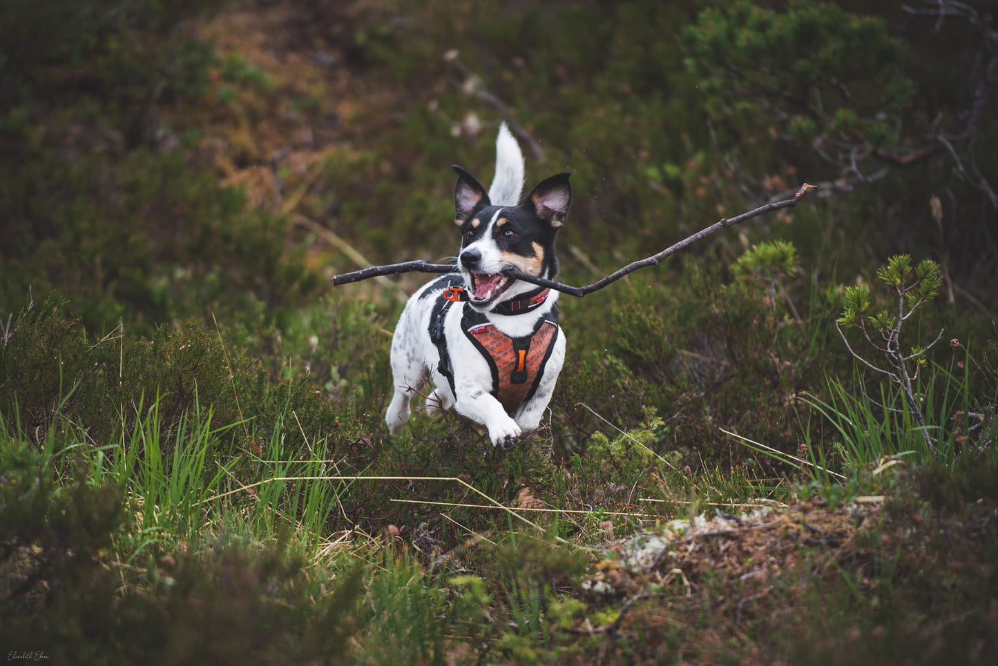 Ultra Harness | Outlet
