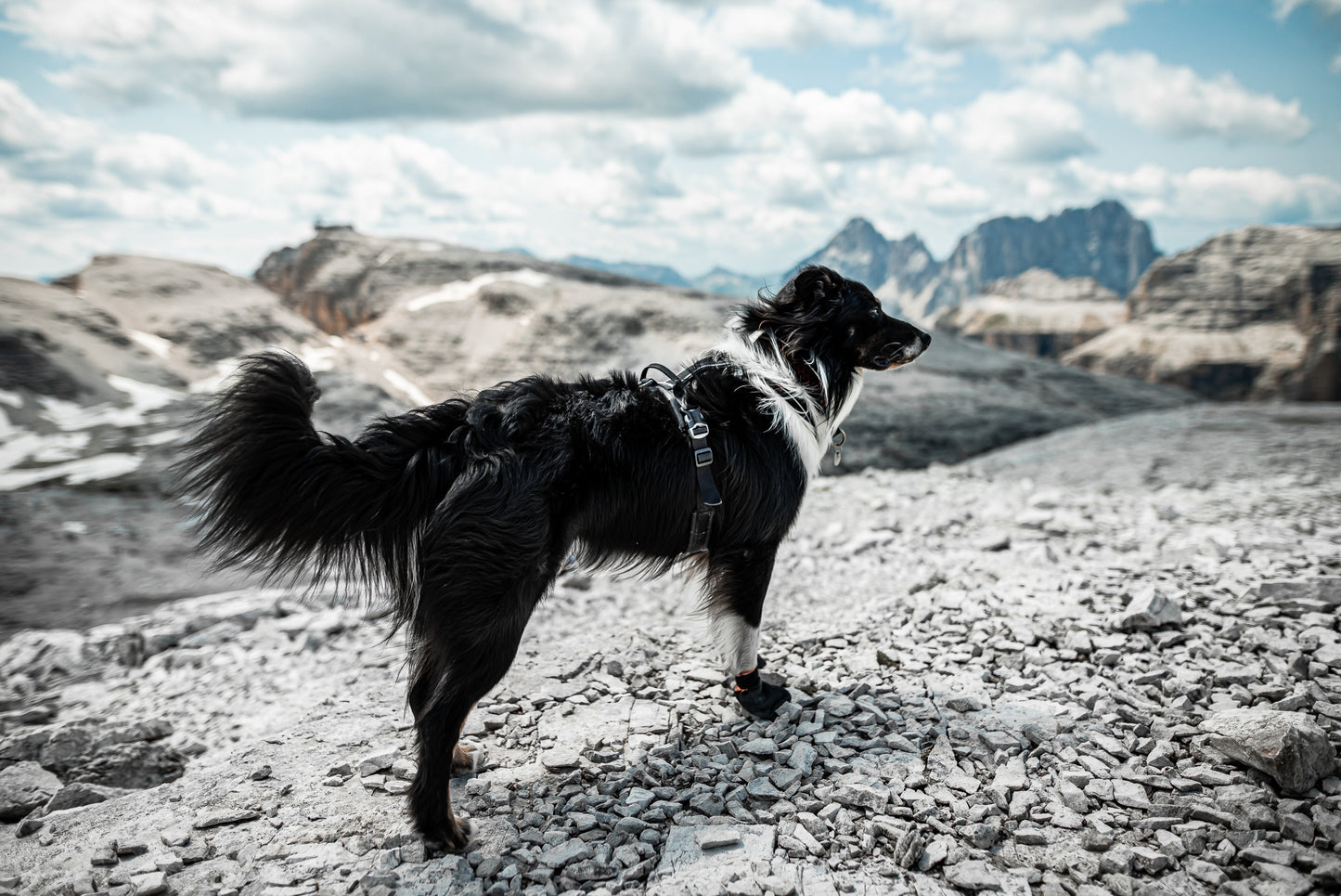 Protector bootie | Outlet