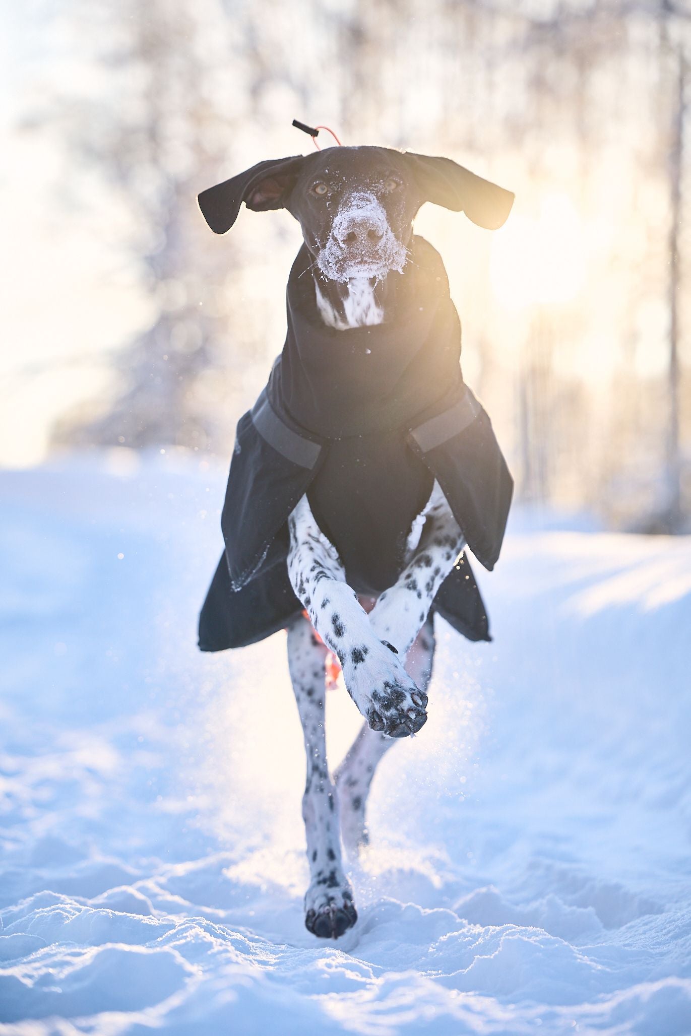 Trekking insulated dog jacket