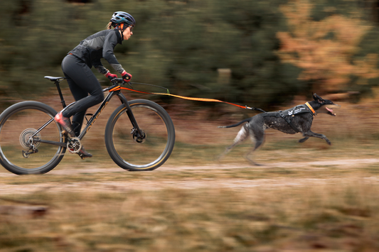 Bikejöring mit Hund: Ausrüstung, Einstieg & Sicherheit