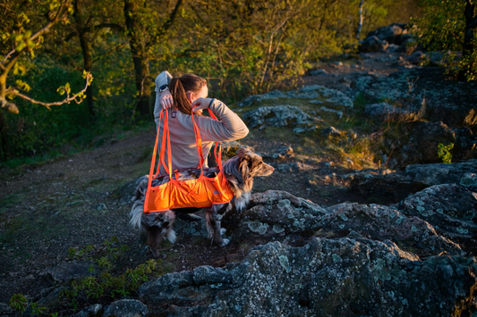 Erste Hilfe beim Wandern mit Hund: Notfallplan & Packliste