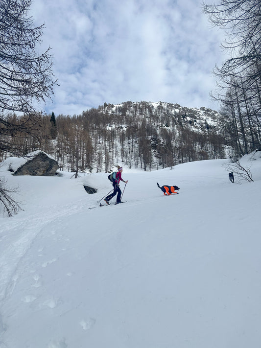 Mit Hund auf Skitour Teil 2 – So bereitest du deinen Vierbeiner vor