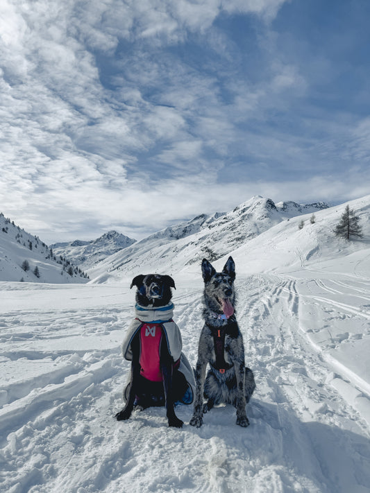 Mit Hund auf Skitour Teil 3 - Die beste Ausrüstung für dein Abenteuer