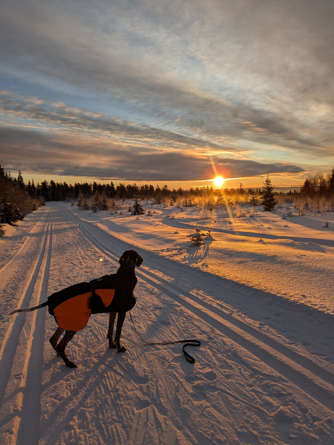 Auf nach Norwegen mit Fife