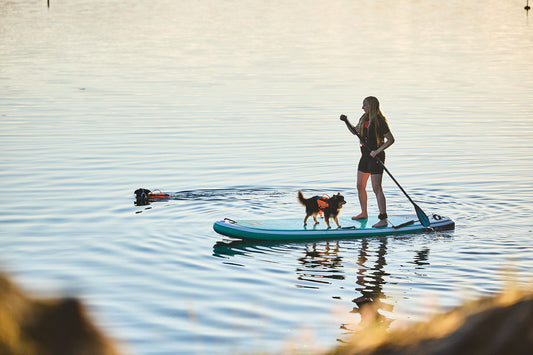 Braucht mein Hund eine Schwimmweste?