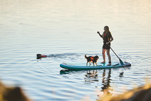 SUP mit Hund: So gewöhnst du deinen Hund ans Paddle Board