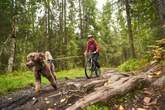 Zughundesport mit Hund: Canicross, Bikejöring oder Skijöring?