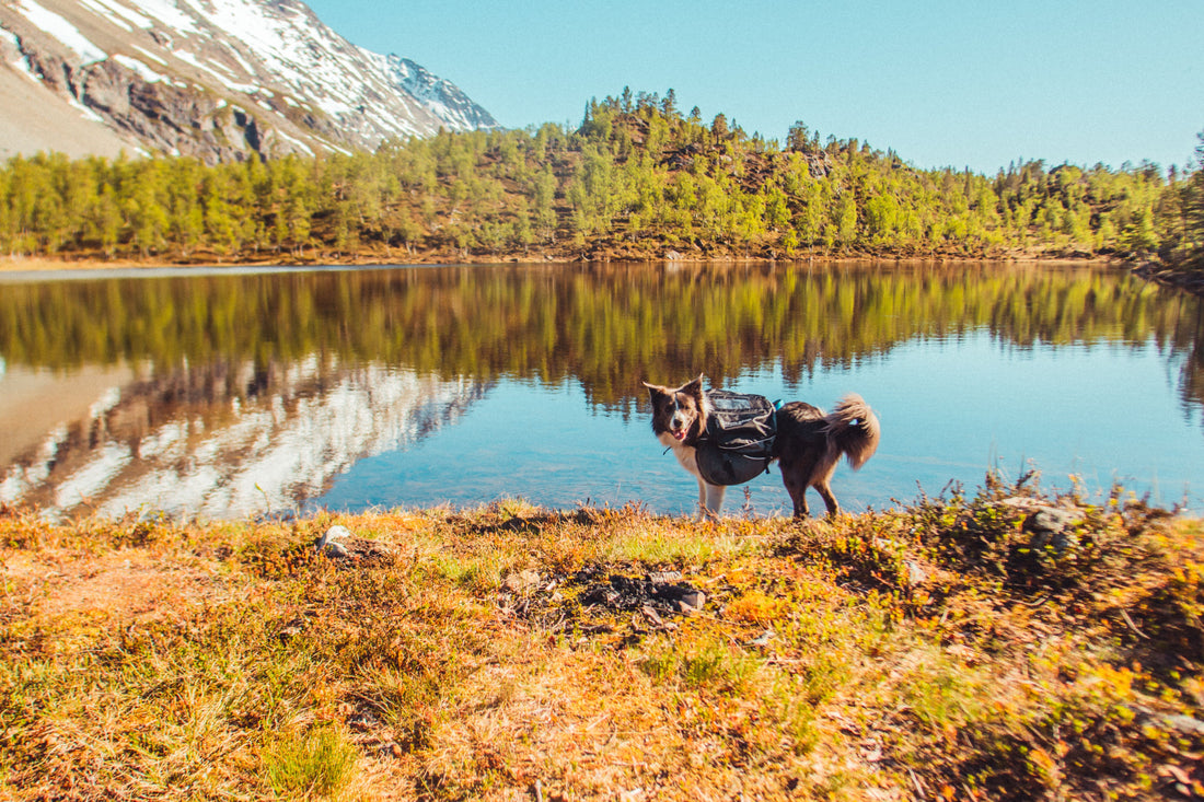 Wandern mit Hund und Hunderucksack