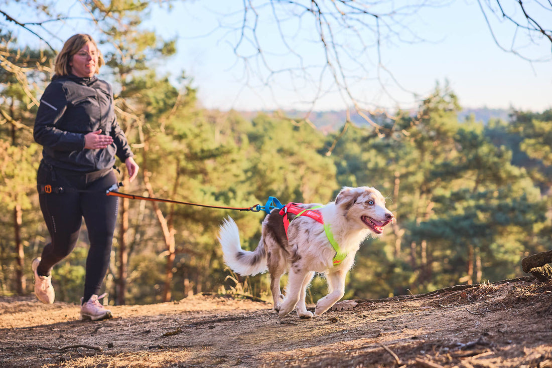 Wie starte ich mit ‪Canicross Teil 1