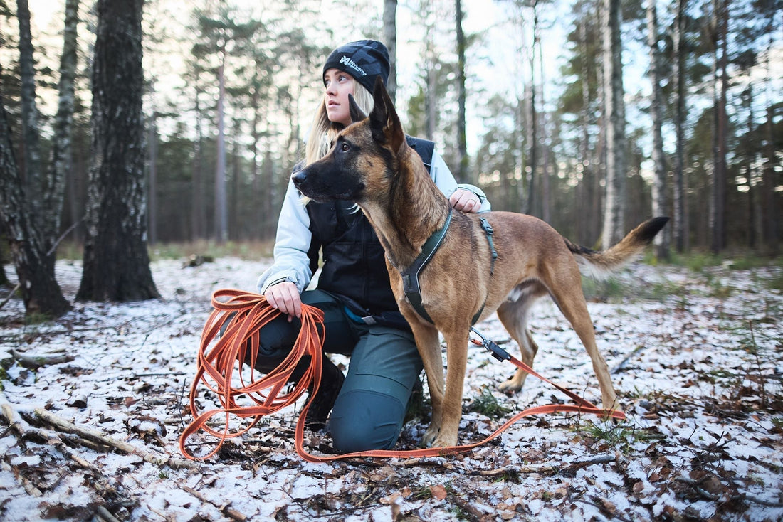 Leinenpflicht für Hunde in der Schweiz ab 1. April – Das musst du wissen