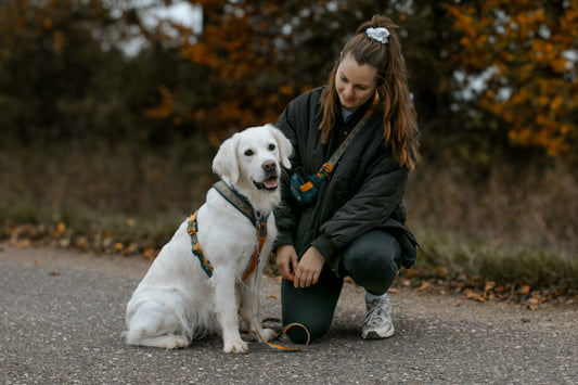 Bestes Hundegeschirr 2026 – Der grosse Vergleich für Alltag, Wandern & Canicross